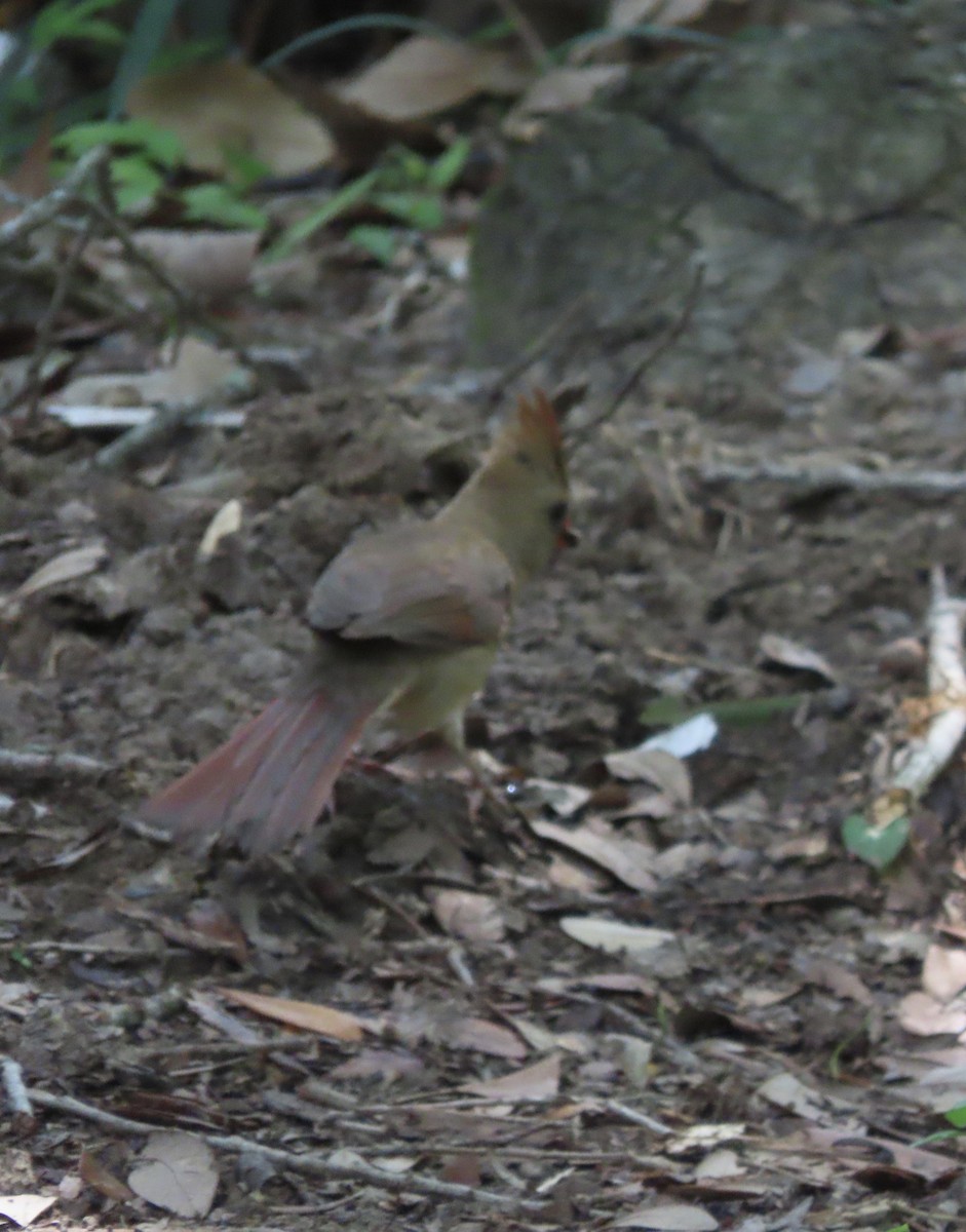 Northern Cardinal - Susan Leake