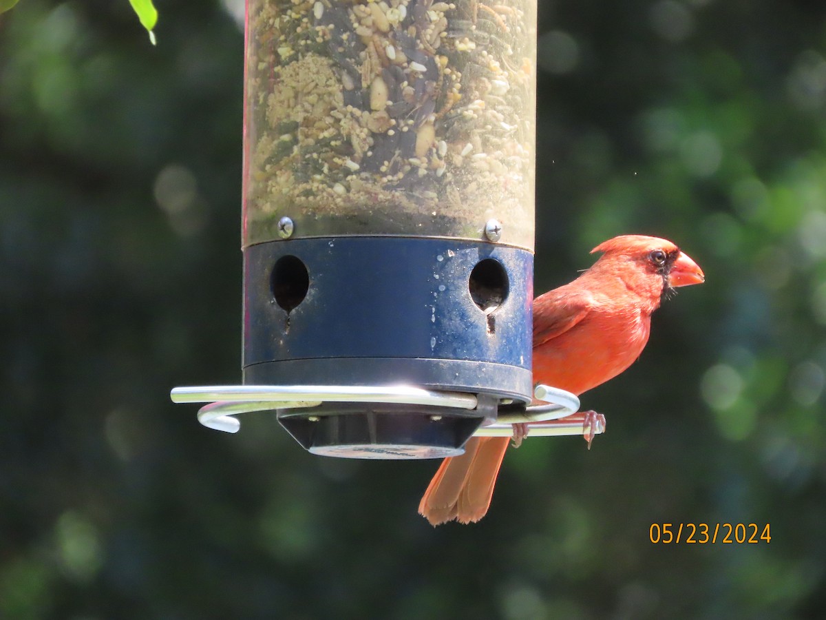 Northern Cardinal - Susan Leake