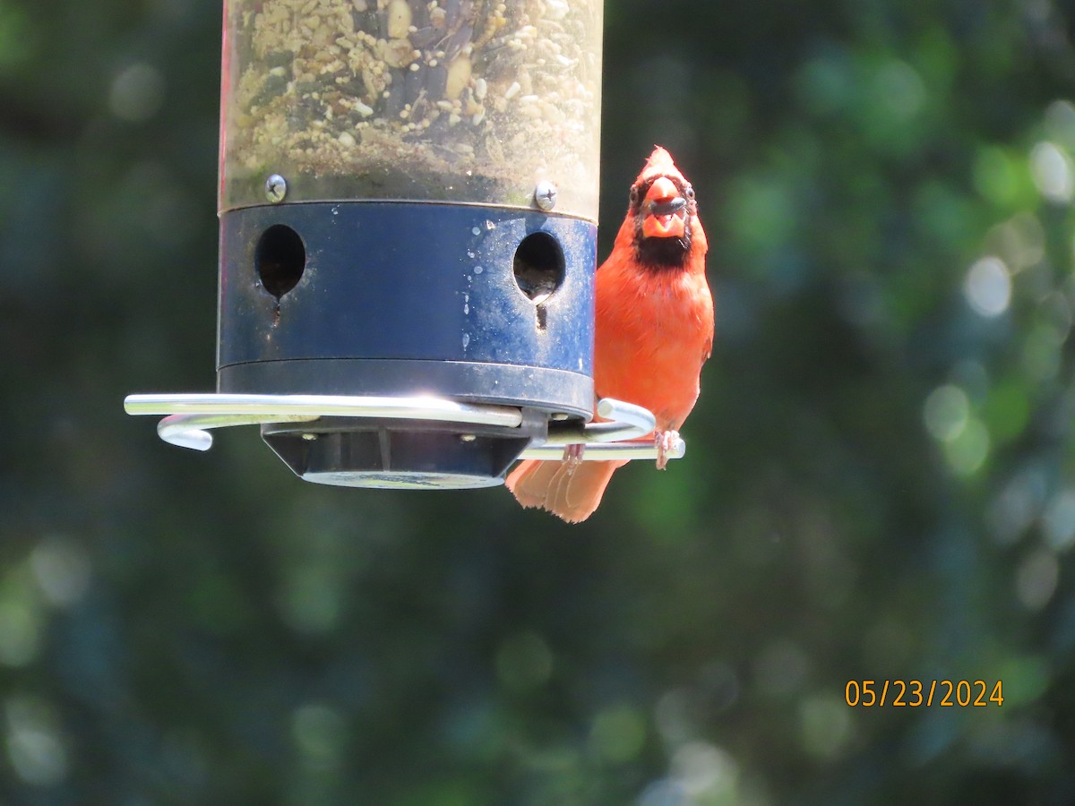 Northern Cardinal - Susan Leake