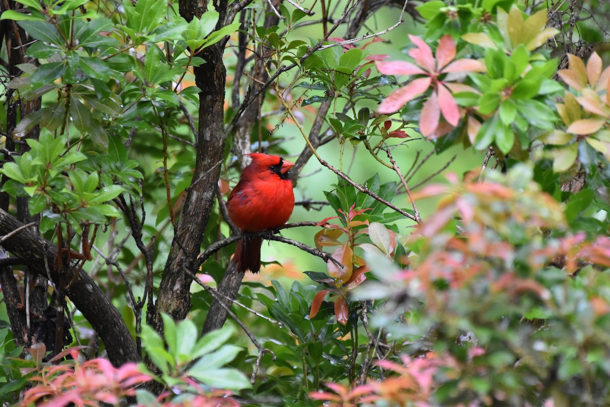 Cardinal rouge - ML619494817