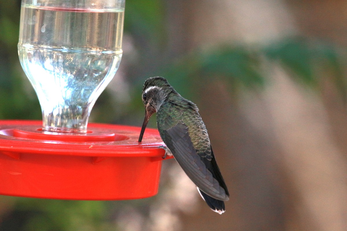 Colibrí Gorjiazul - ML619494820