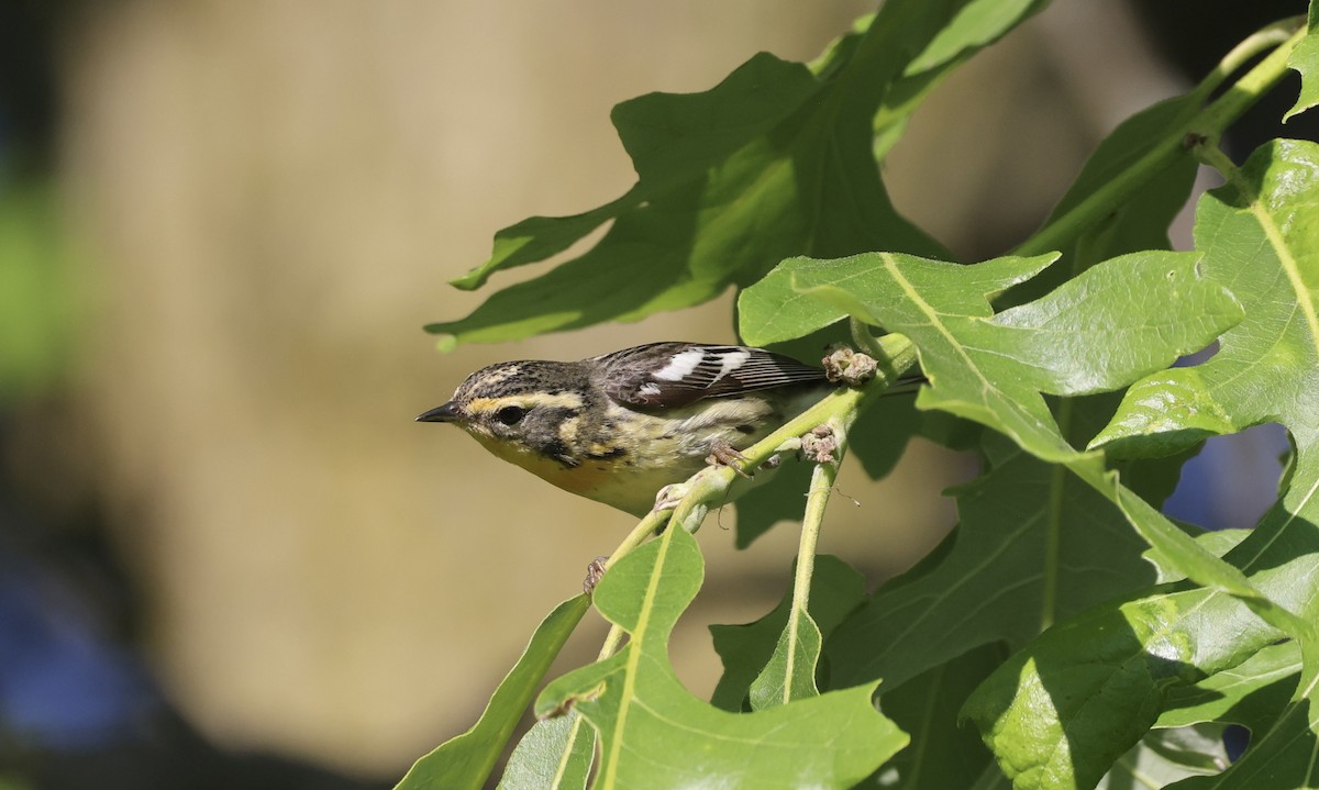 Blackburnian Warbler - Anne Bielamowicz