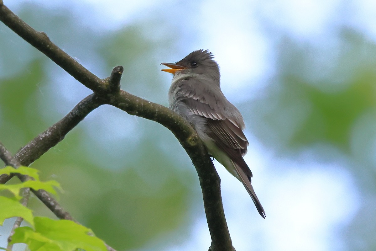 Eastern Wood-Pewee - Keith Pflieger