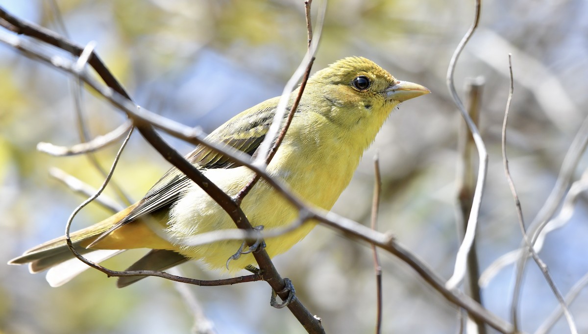 Scarlet Tanager - Weston Barker