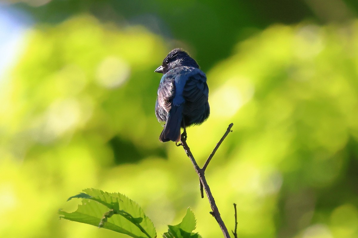 Indigo Bunting - Keith Pflieger