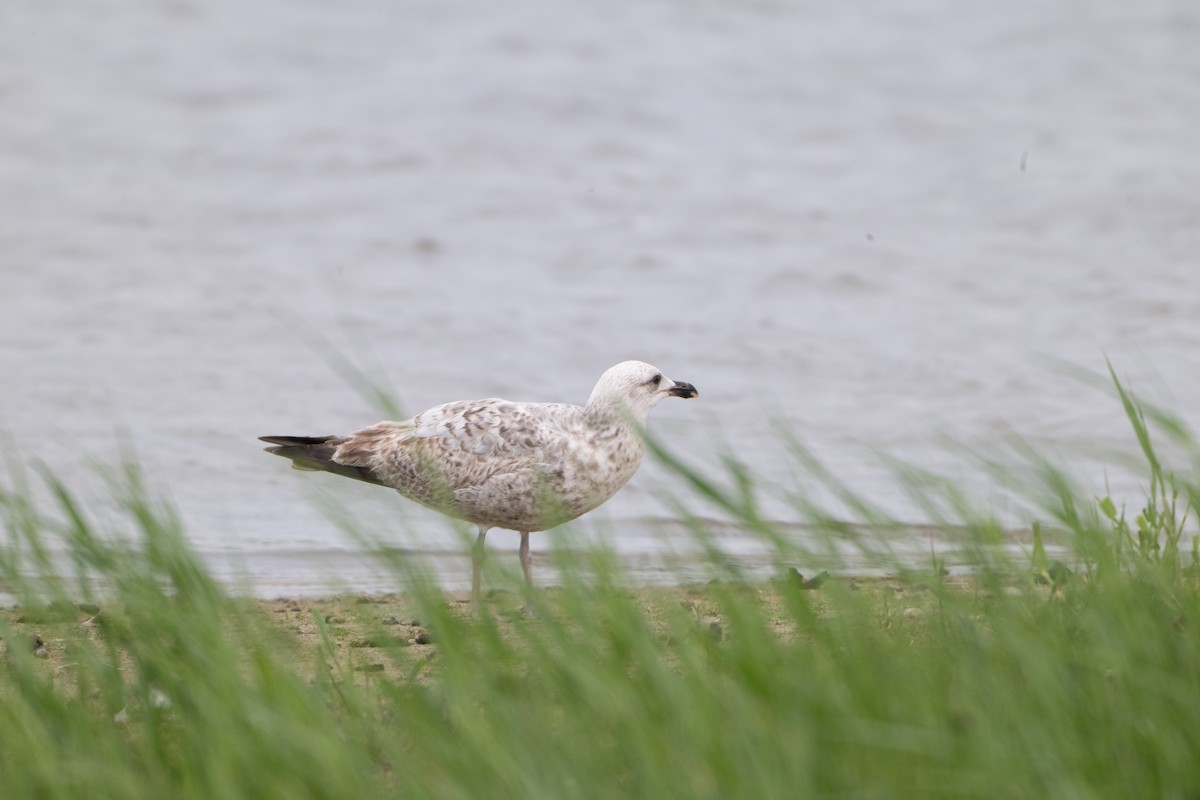 Herring Gull - Guido Van den Troost