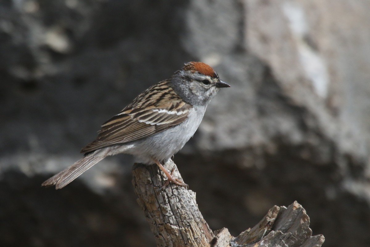 Chipping Sparrow - alan mauer