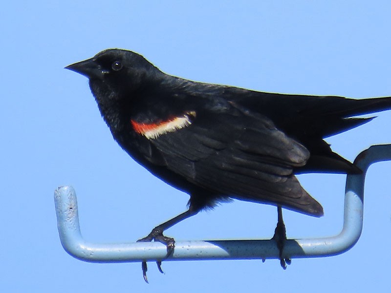 Red-winged Blackbird - Karen Lebing