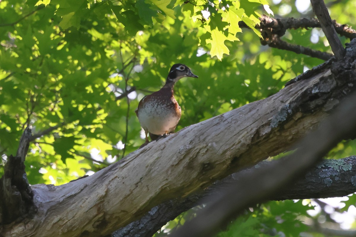 Wood Duck - Keith Pflieger