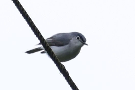 Blue-gray Gnatcatcher - Connie yarbrough