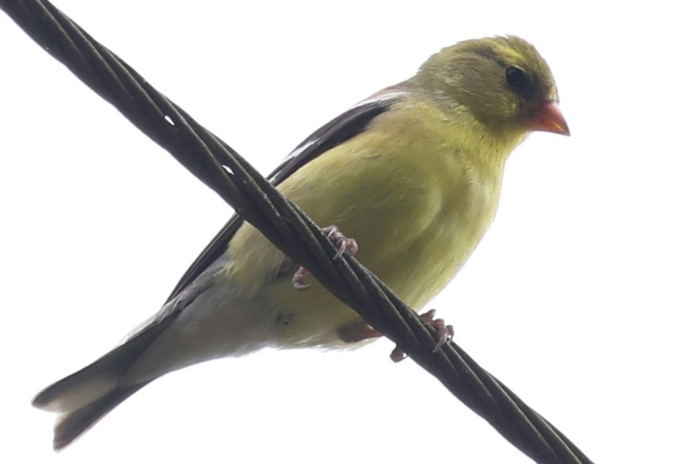 American Goldfinch - Connie yarbrough