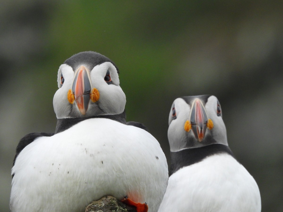 Atlantic Puffin - Mark Smiles