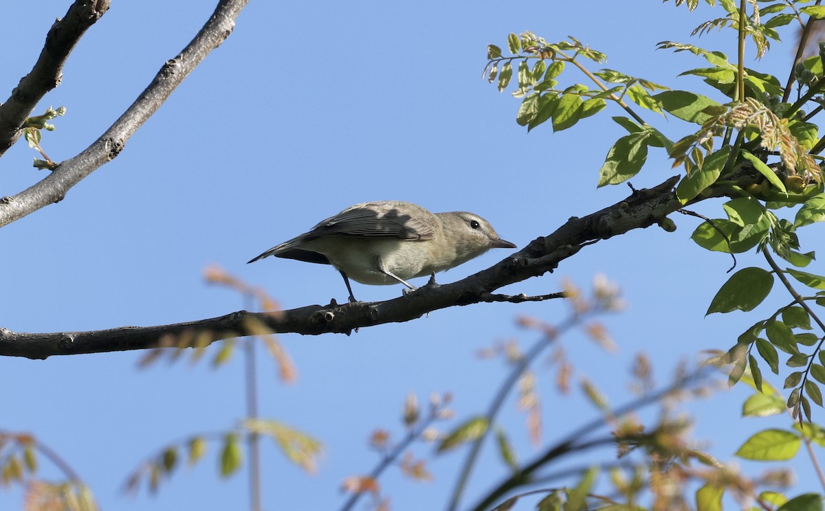 Warbling Vireo (Eastern) - ML619494876