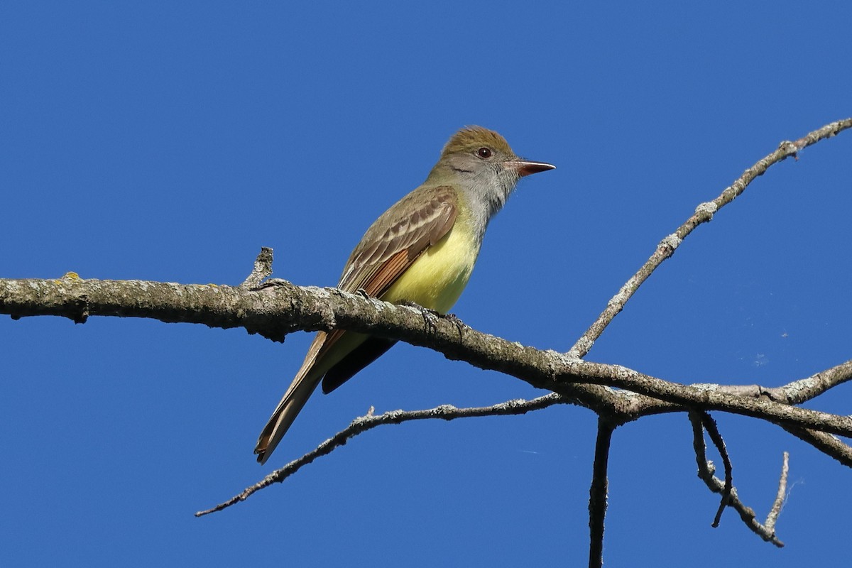 Great Crested Flycatcher - Keith Pflieger