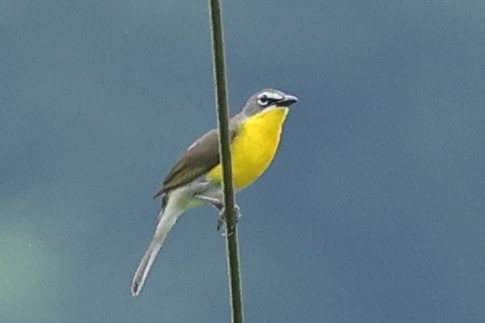 Yellow-breasted Chat - Connie yarbrough