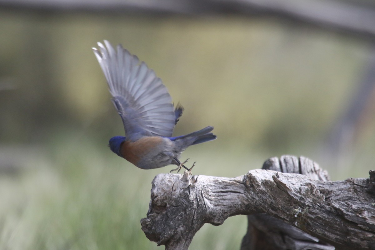 Western Bluebird - alan mauer