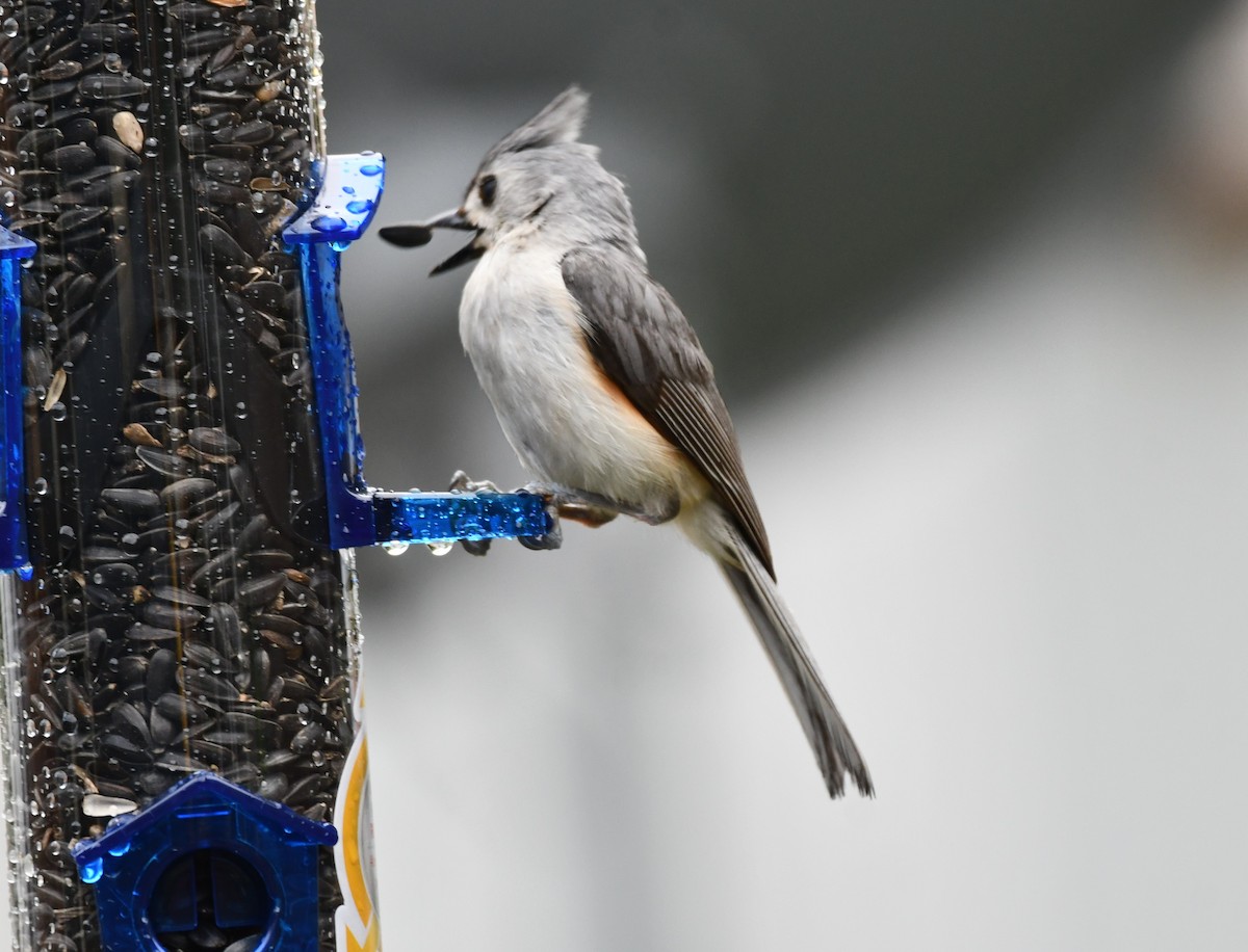 Tufted Titmouse - Carmen Ricer