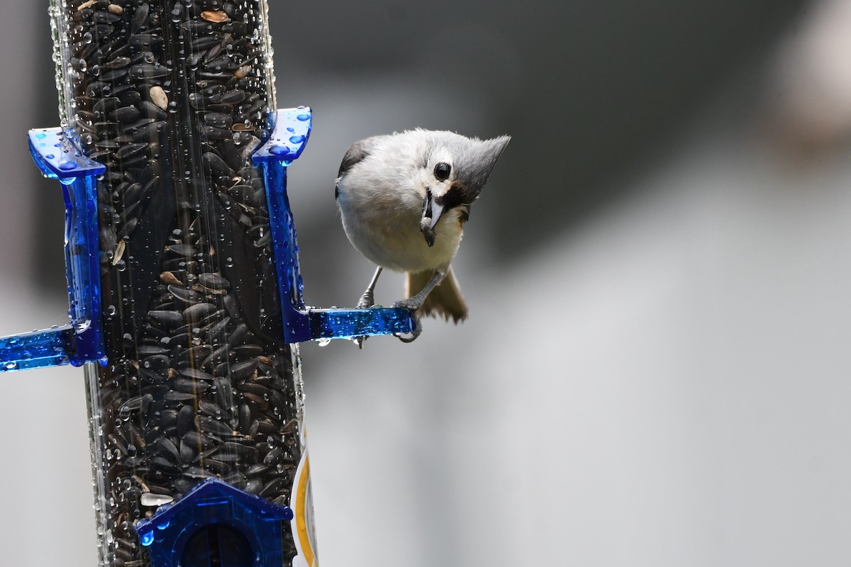 Tufted Titmouse - Carmen Ricer