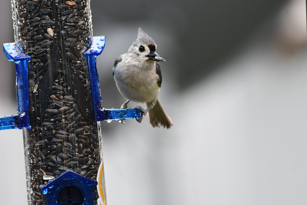 Tufted Titmouse - Carmen Ricer