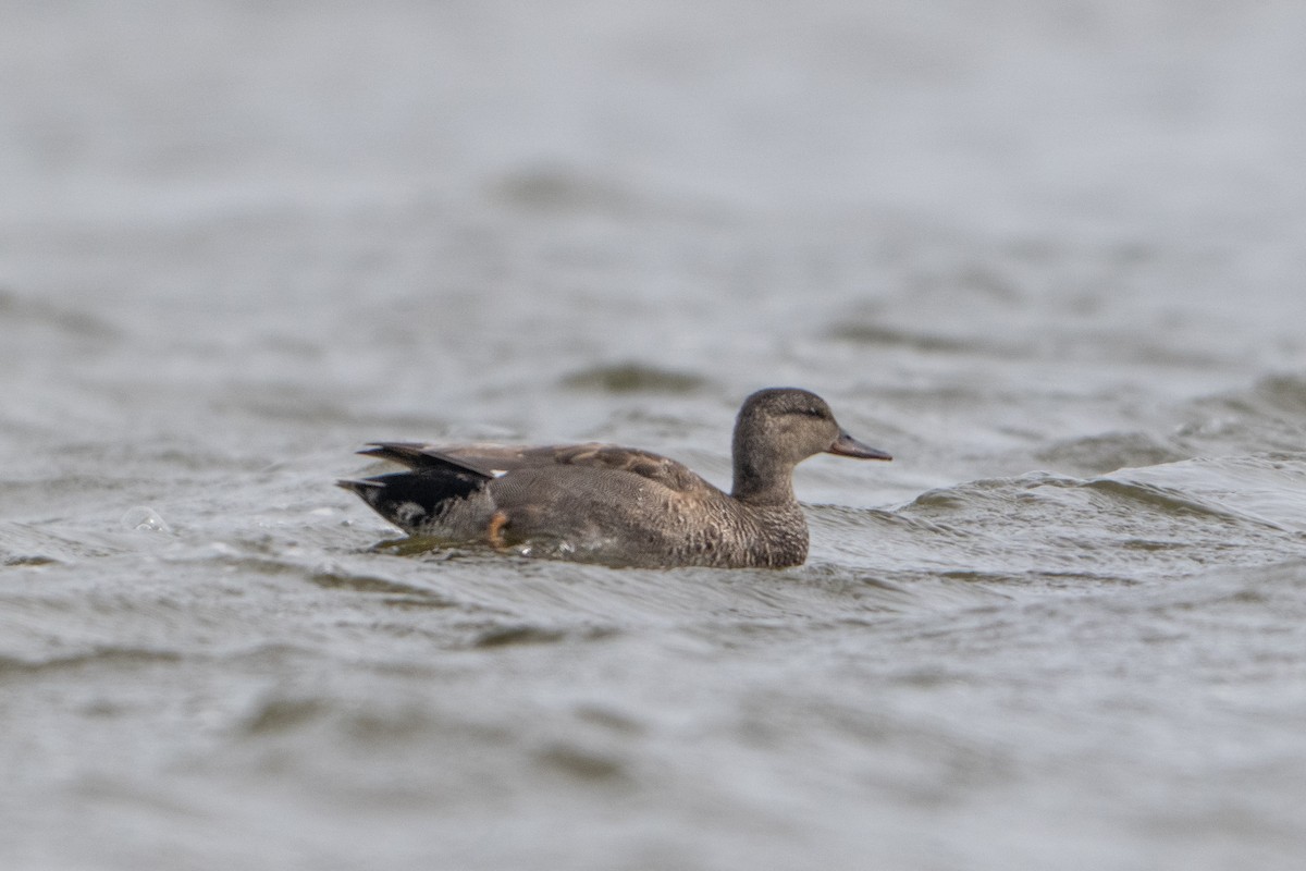 Gadwall - Guido Van den Troost