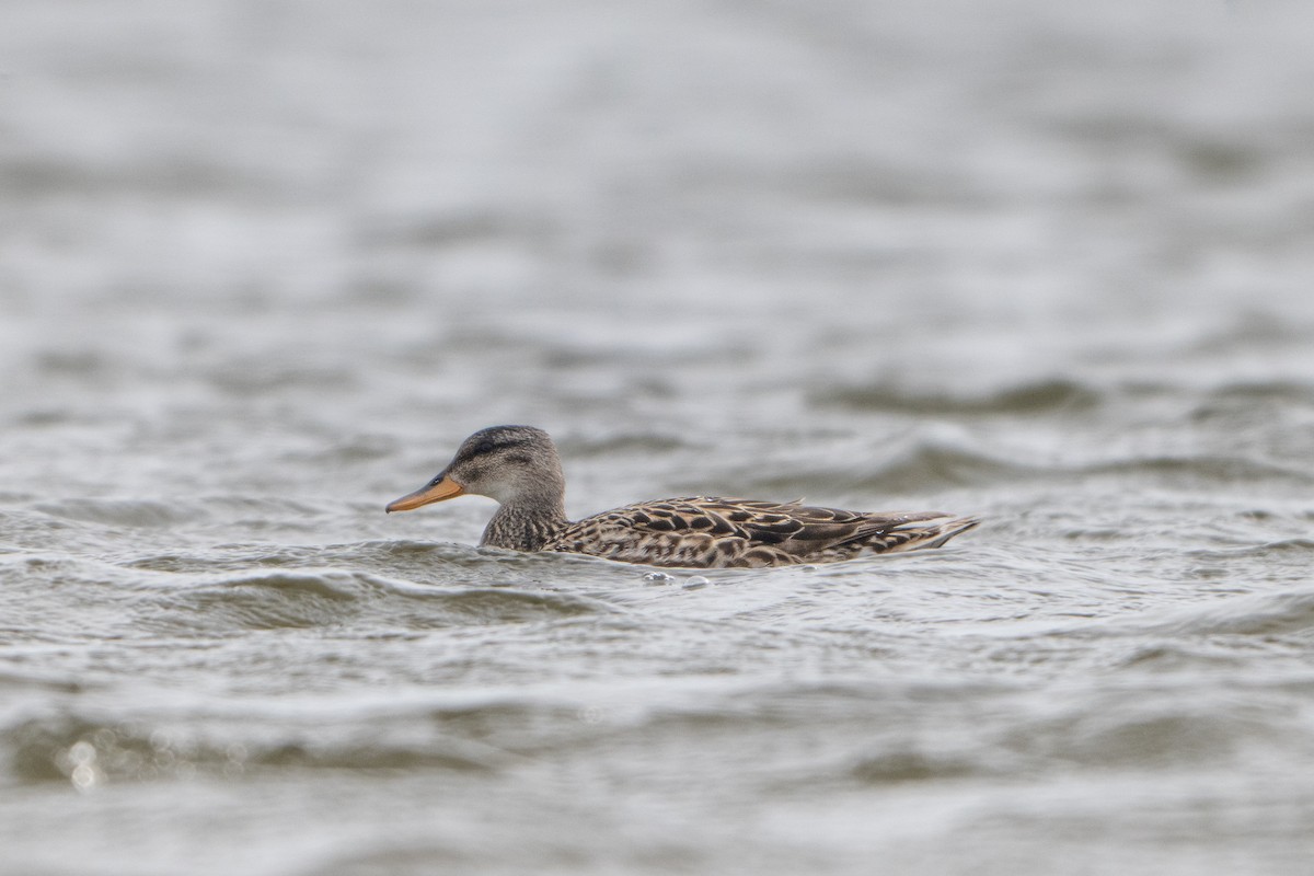 Gadwall - Guido Van den Troost