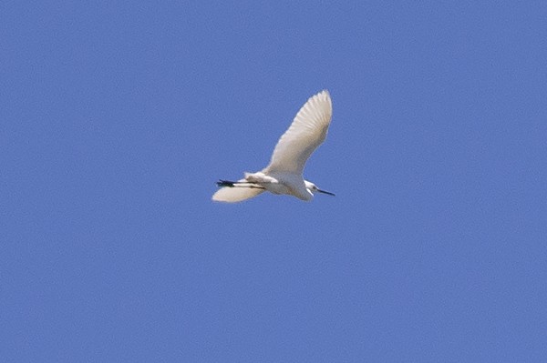 Snowy Egret - Martin Wall