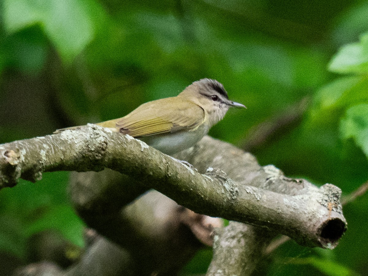 Red-eyed Vireo - Richard Leonard