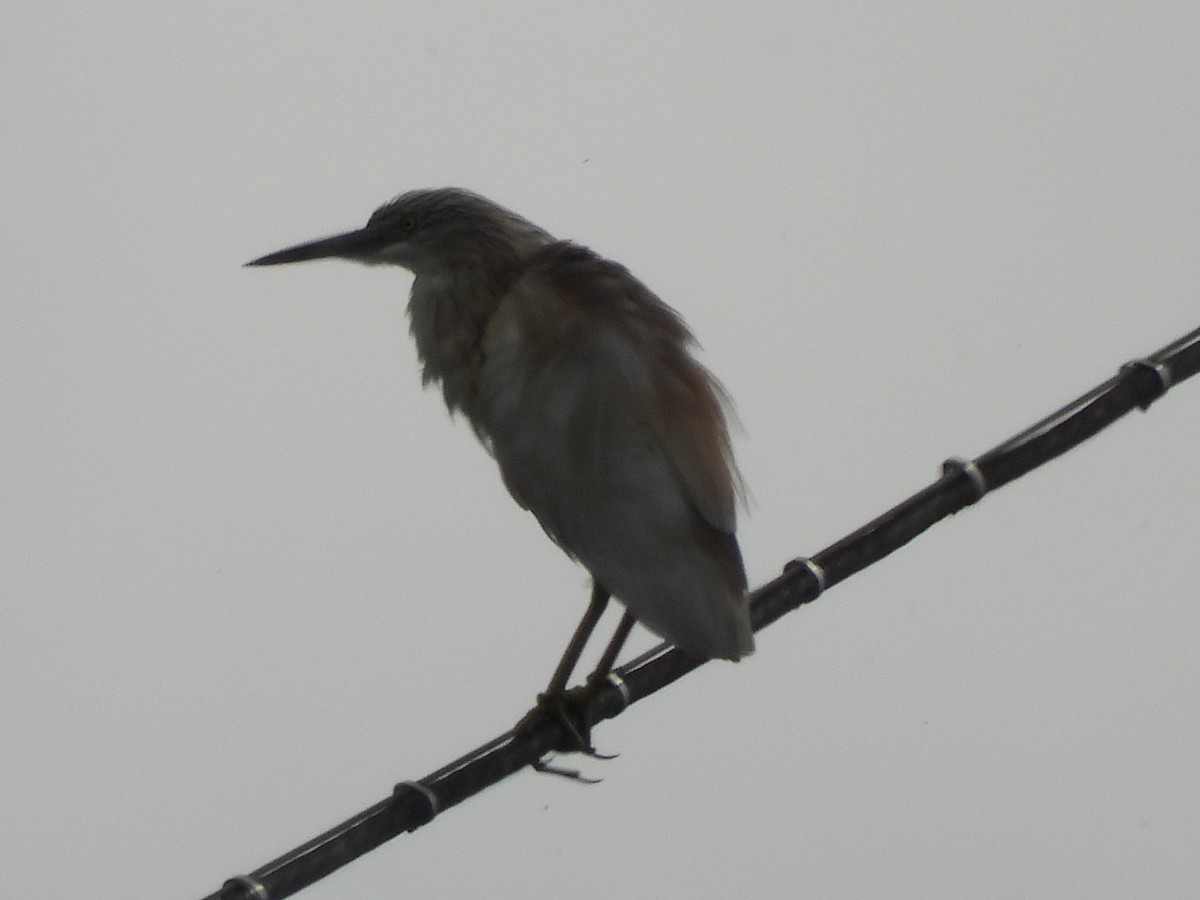 Squacco Heron - Ricardo Moral