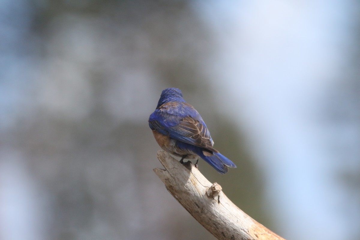 Western Bluebird - alan mauer