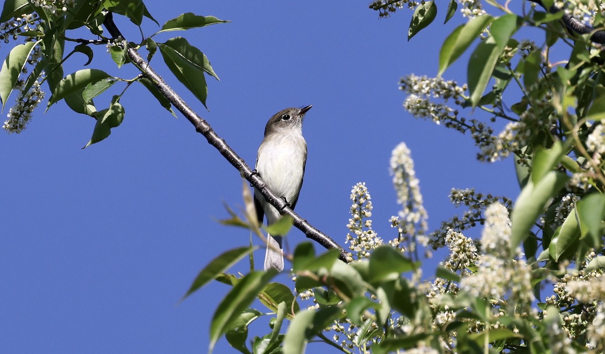 Least Flycatcher - Anne Bielamowicz