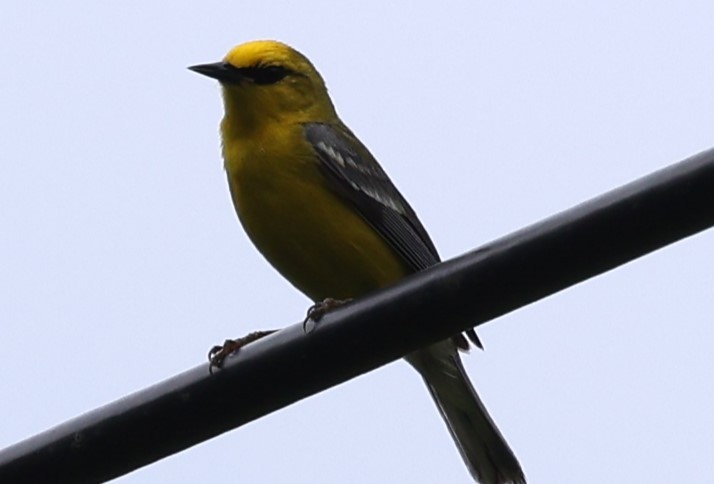 Blue-winged Warbler - Connie yarbrough