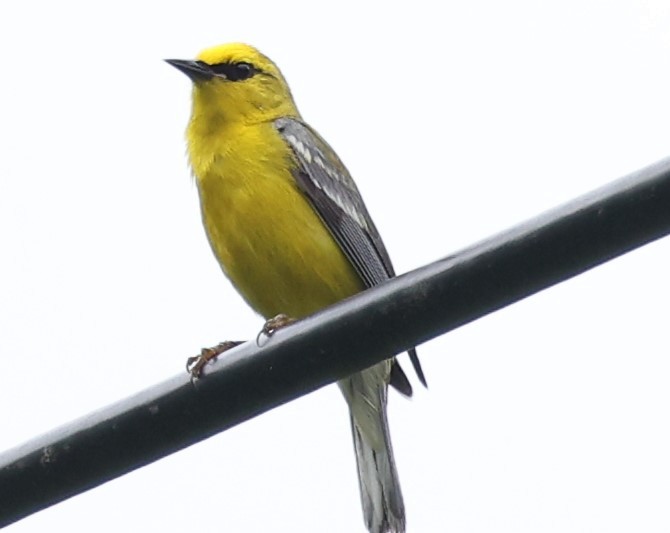 Blue-winged Warbler - Connie yarbrough