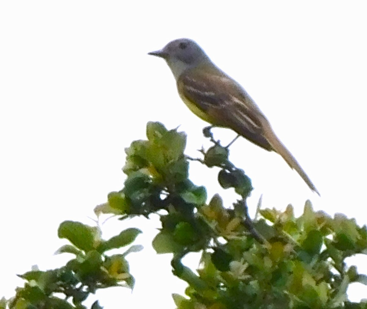 Western Kingbird - l staley