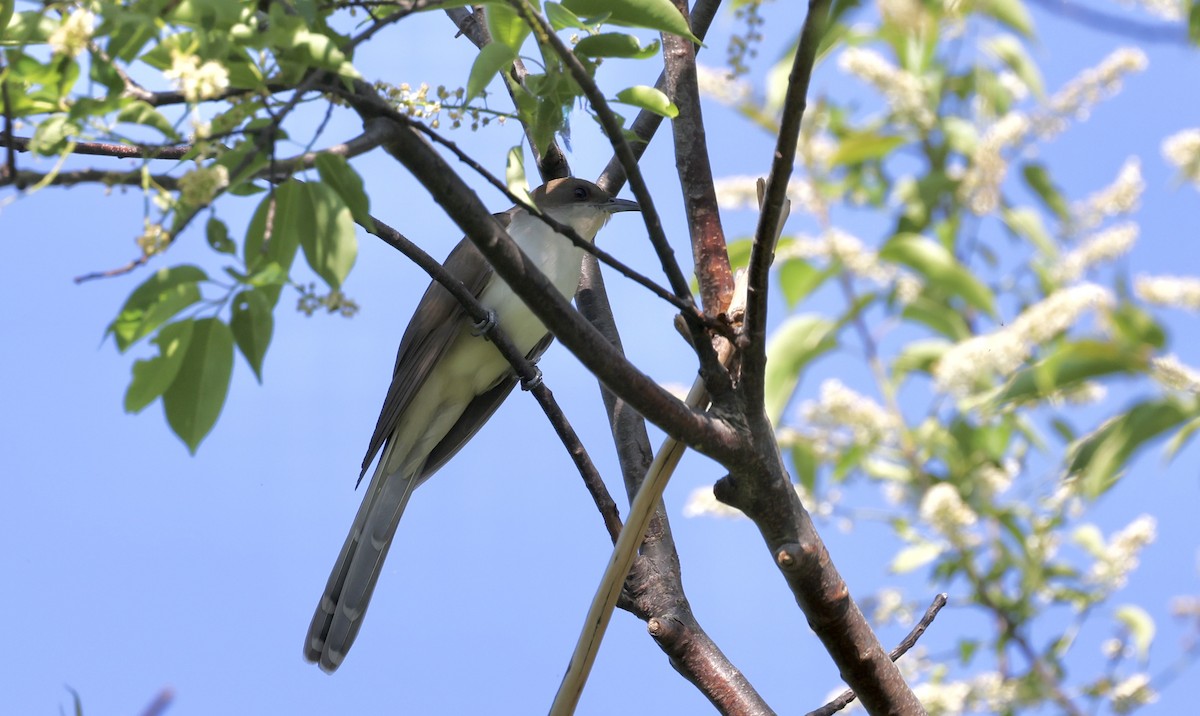 Black-billed Cuckoo - Anne Bielamowicz