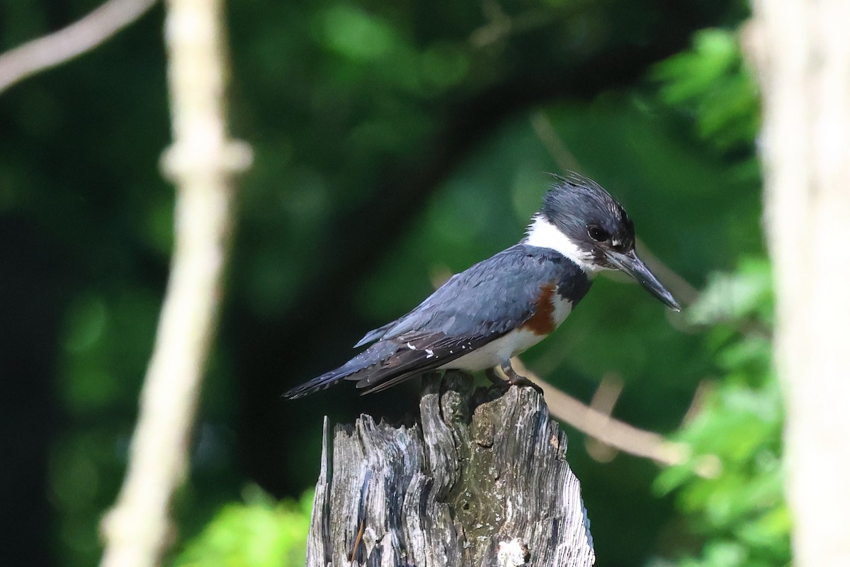 Belted Kingfisher - Keith Pflieger