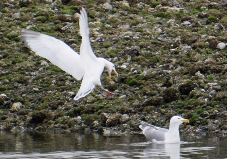 Western x Glaucous-winged Gull (hybrid) - ML619494934