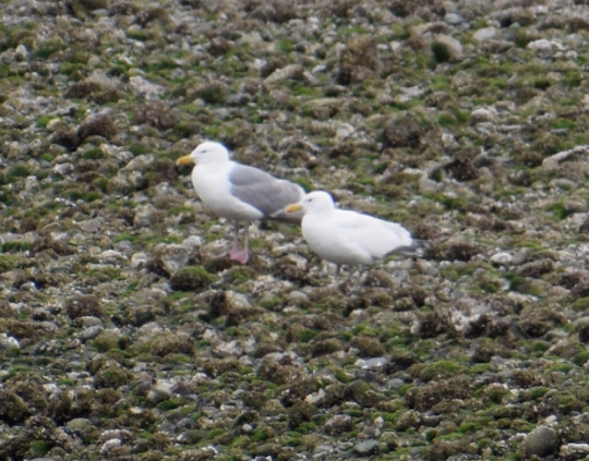 Western x Glaucous-winged Gull (hybrid) - ML619494935