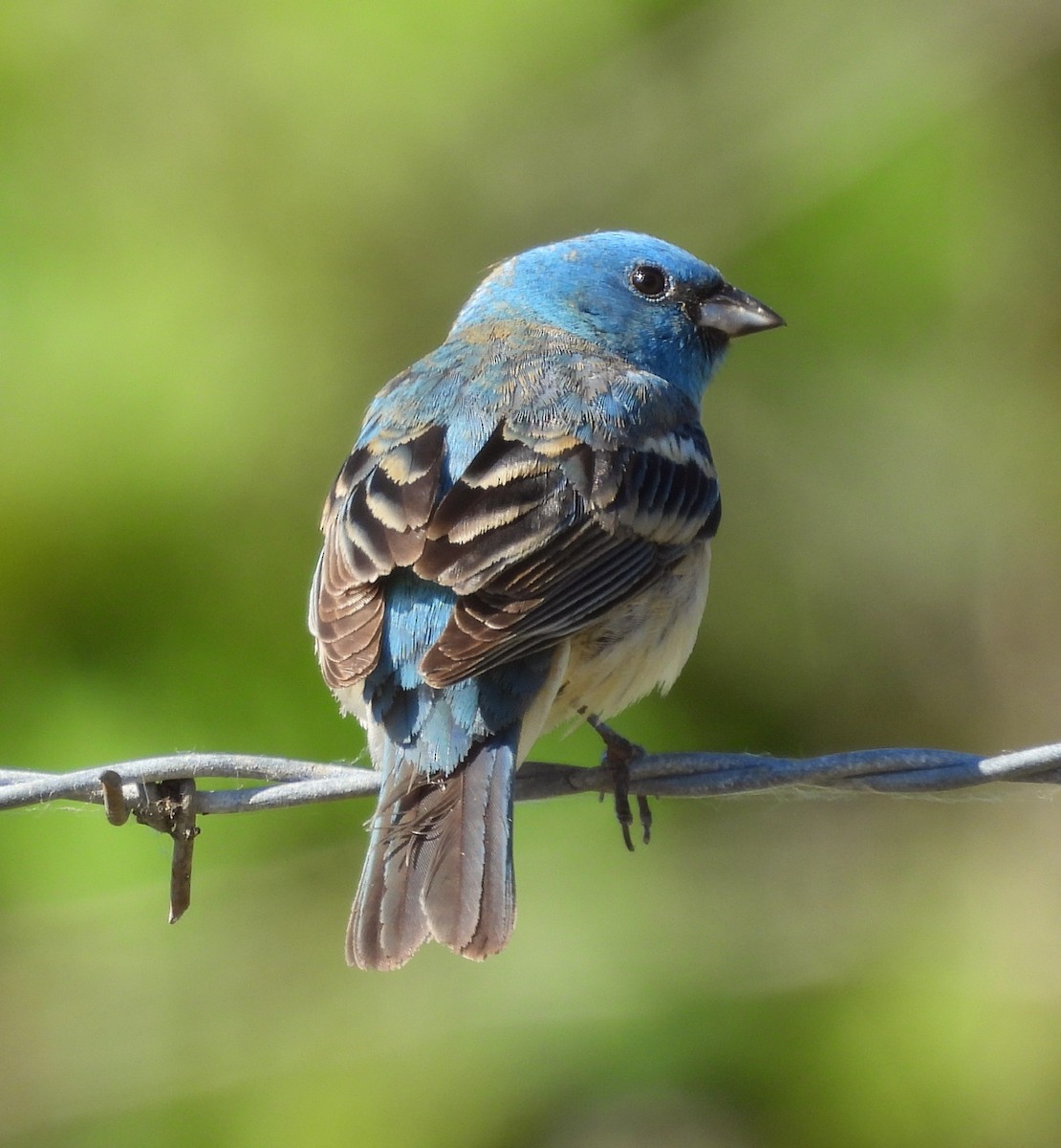 Lazuli Bunting - Sarah Hobart