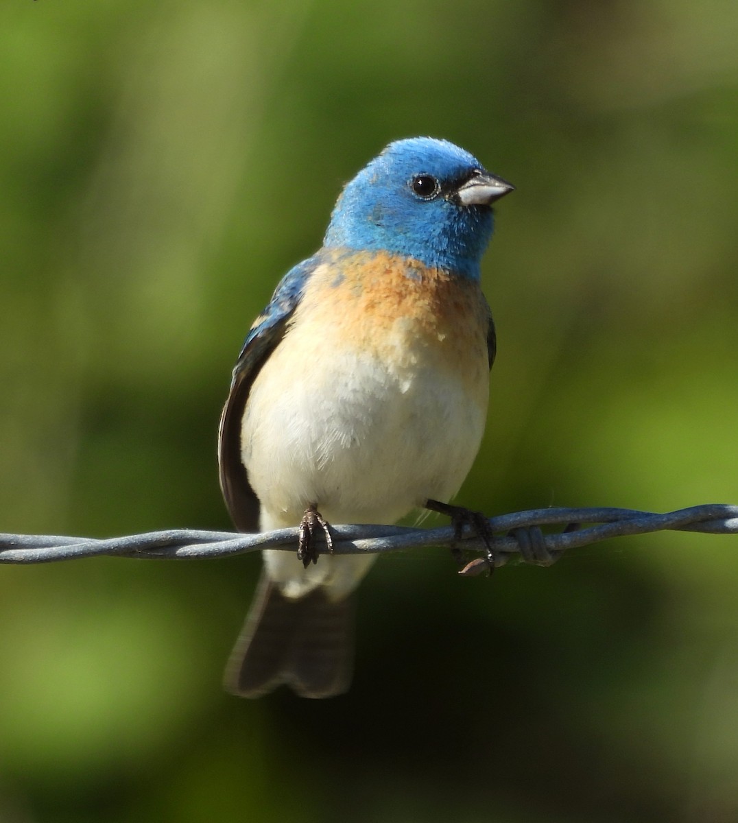 Lazuli Bunting - ML619494941