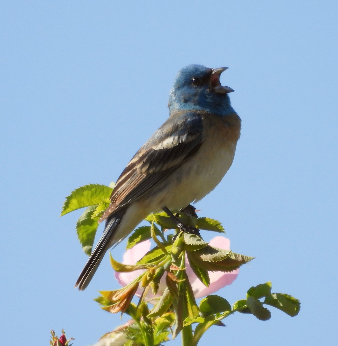 Lazuli Bunting - Sarah Hobart