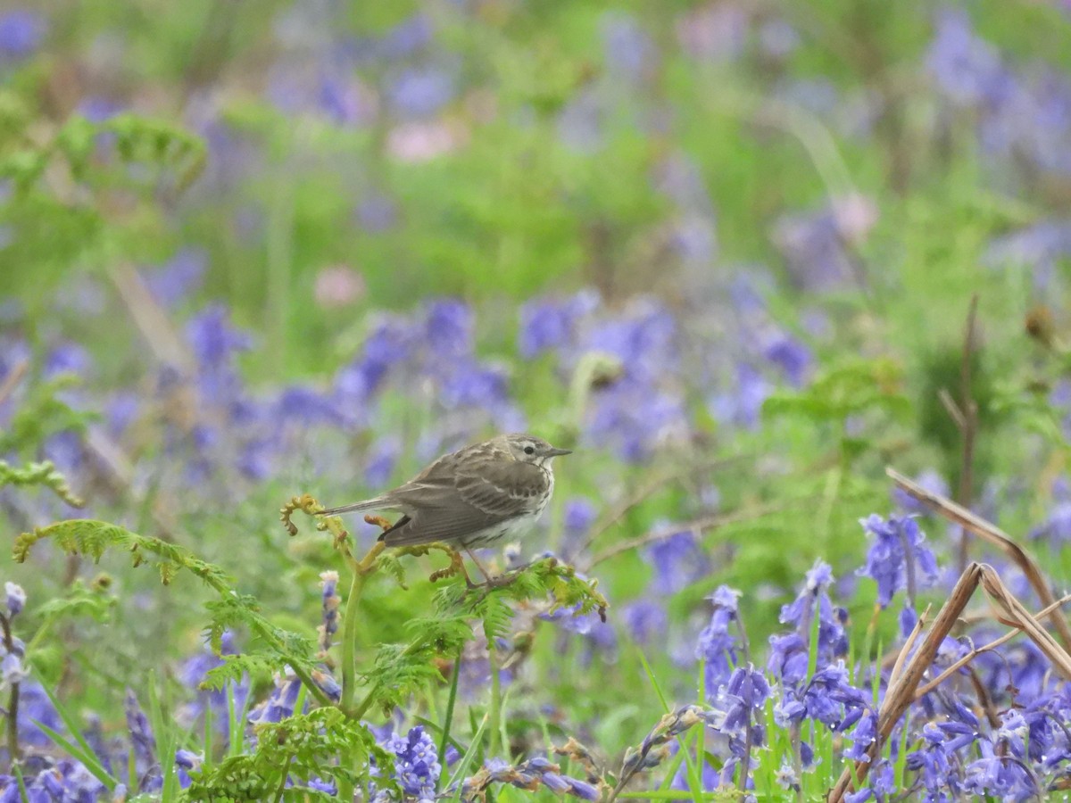 Meadow Pipit - Mark Smiles