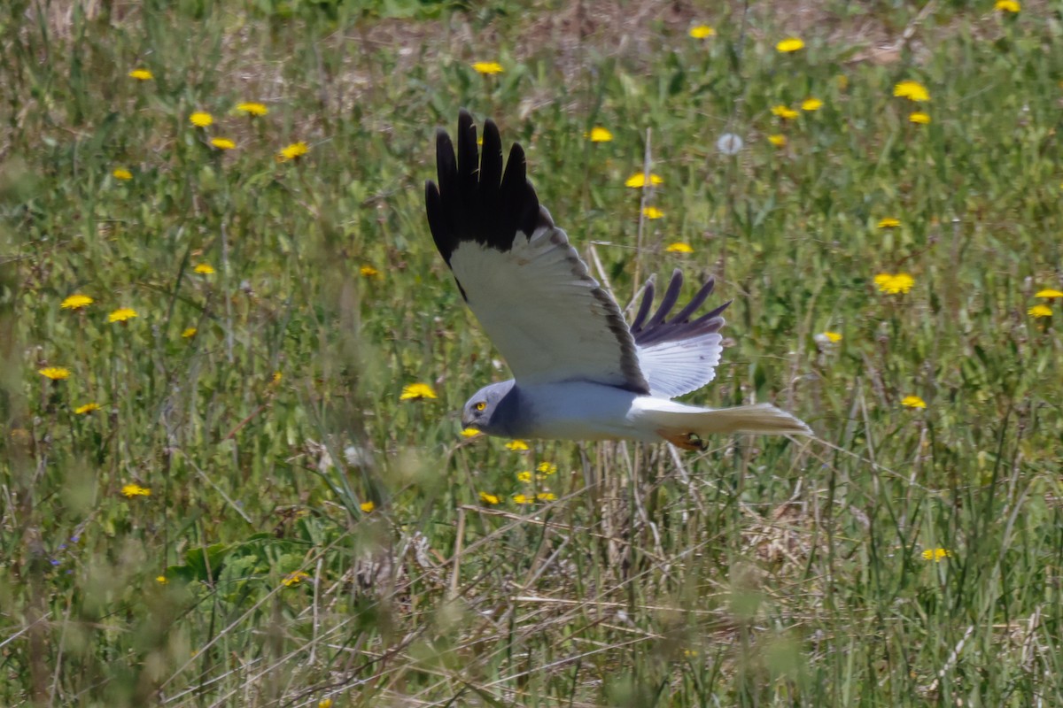 Hen Harrier - Yaroslav Nikitin