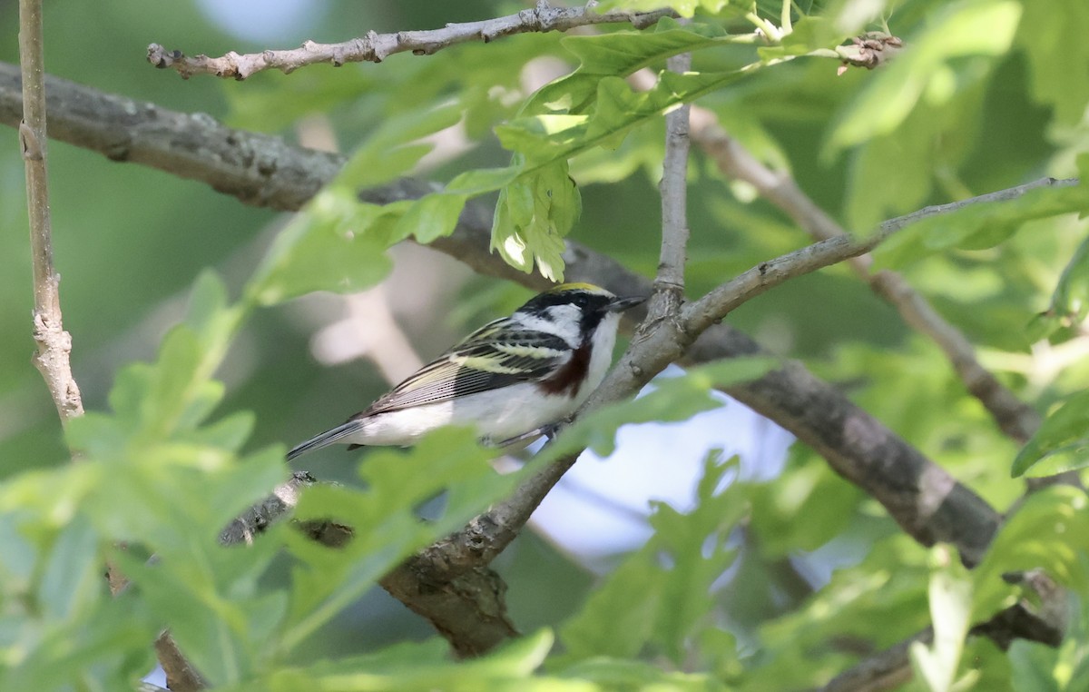 Chestnut-sided Warbler - Anne Bielamowicz