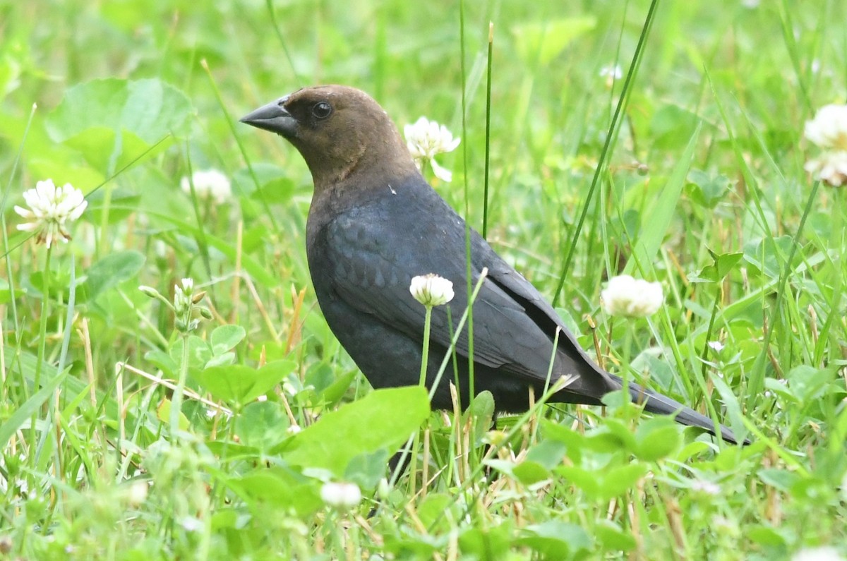 Brown-headed Cowbird - Teresa Mawhinney