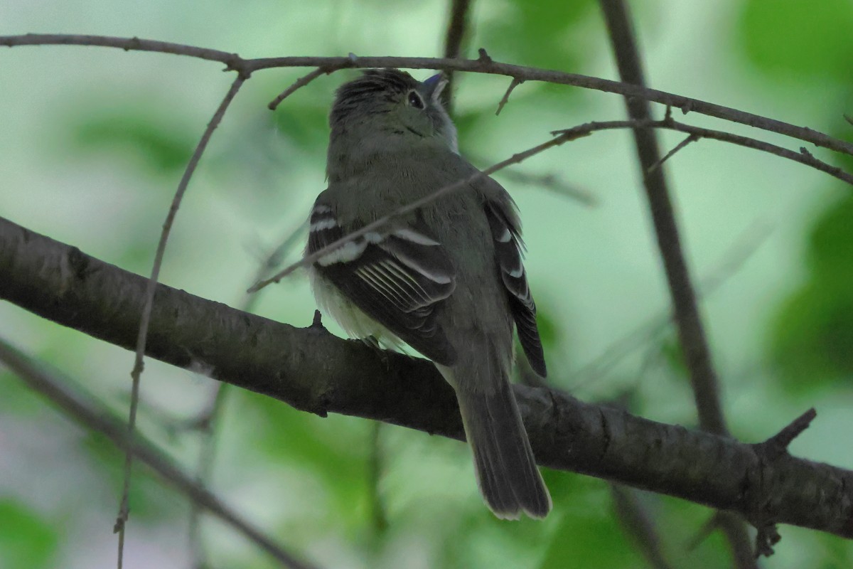 Acadian Flycatcher - Keith Pflieger