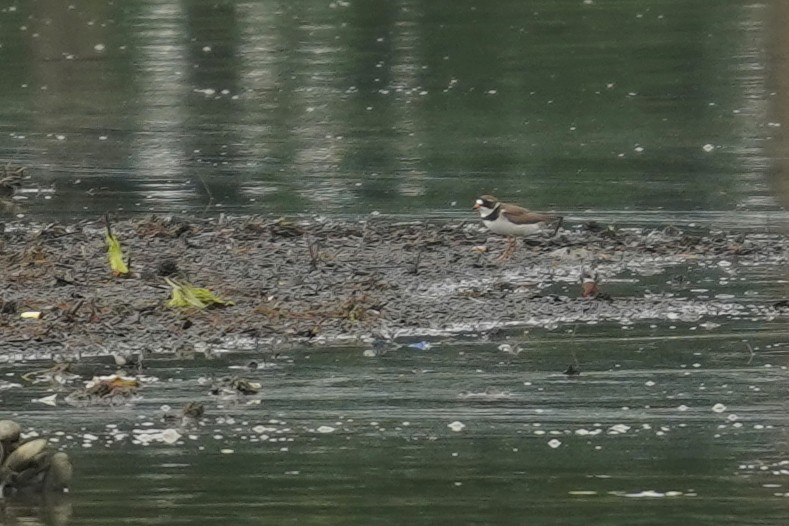 Semipalmated Plover - Bob Yankou