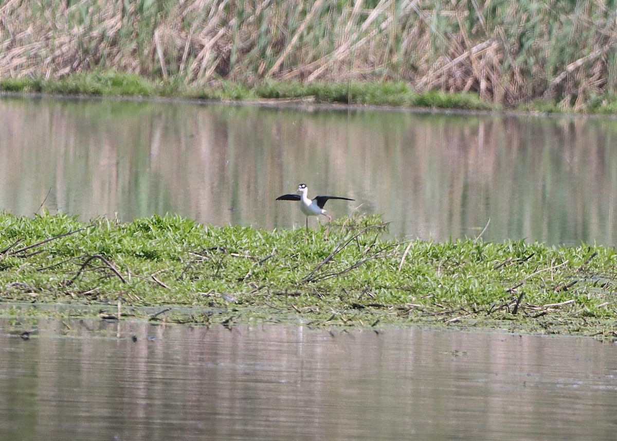 Black-necked Stilt - ML619494970