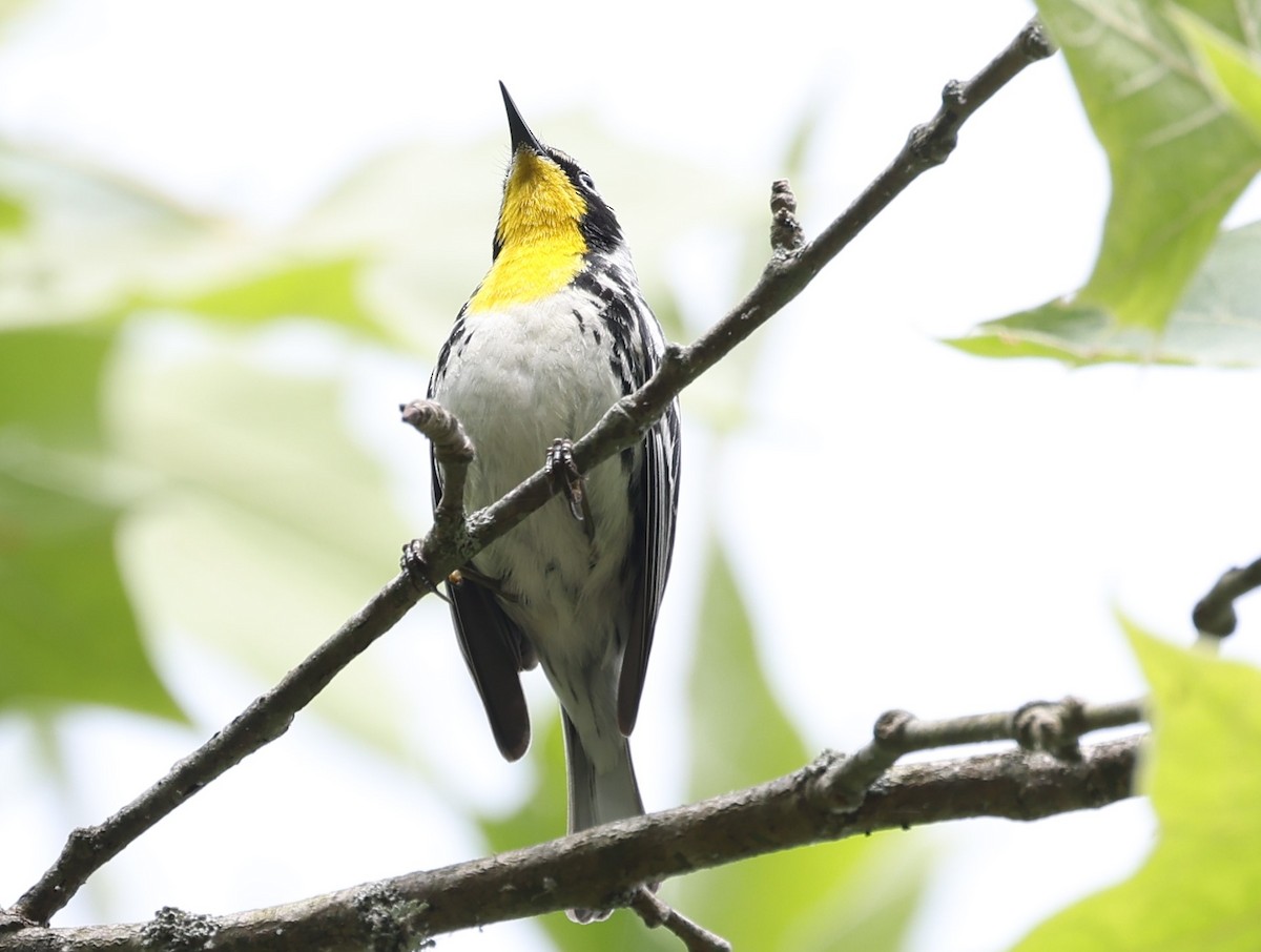 Yellow-throated Warbler - Connie yarbrough