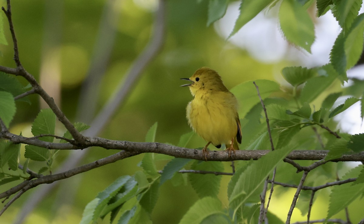 Yellow Warbler - Anne Bielamowicz