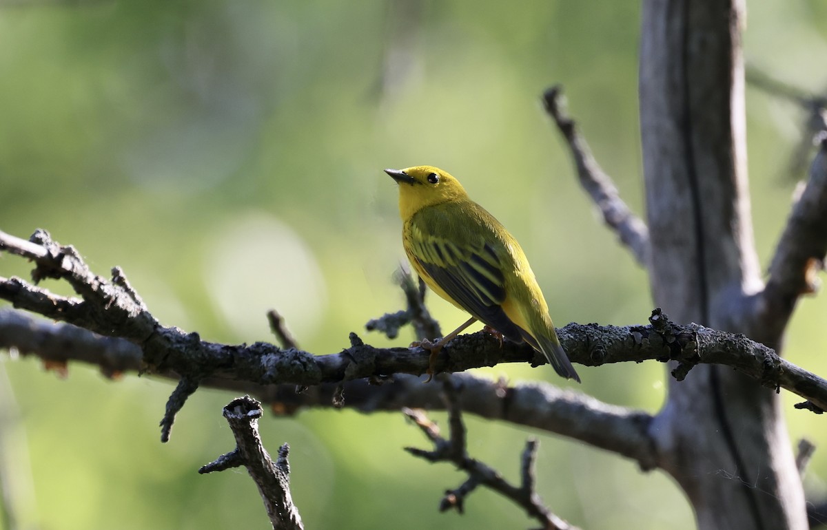 Yellow Warbler - Anne Bielamowicz